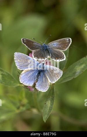 Zwei gemeinsame blaue Schmetterlinge Polyommatus Icarus männliche und weibliche Pulfin Moor Naturschutzgebiet East Yorkshire UK Stockfoto