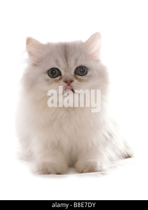 Persischer Chinchilla Kitten sitzen Studio Stockfoto