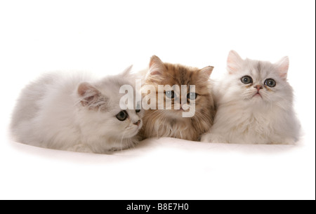 Drei Perser Kätzchen Verlegung Studio Stockfoto