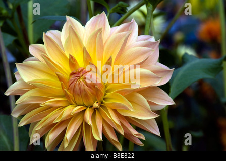 Stock Foto einer Dahlie Blume in voller Blüte im Garten. Stockfoto