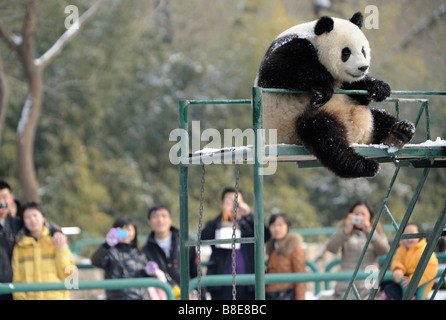 Ein großer Panda im Zoo von Peking. 19. Februar 2009 Stockfoto