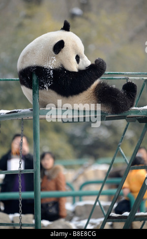 Ein großer Panda im Zoo von Peking. 19. Februar 2009 Stockfoto