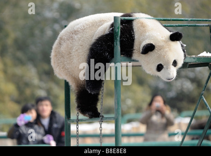 Ein großer Panda im Zoo von Peking. 19. Februar 2009 Stockfoto