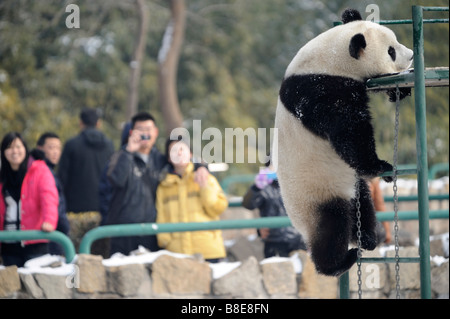 Ein großer Panda im Zoo von Peking. 19. Februar 2009 Stockfoto