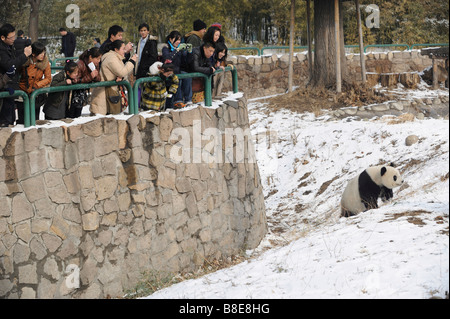 Ein großer Panda im Zoo von Peking. 19. Februar 2009 Stockfoto