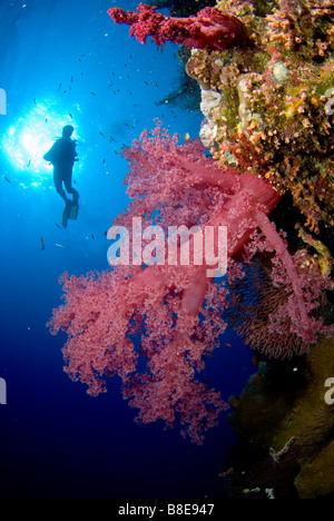 Taucher schwimmen an steilen Wänden der Big Brother, Brother Islands, Rotes Meer Stockfoto