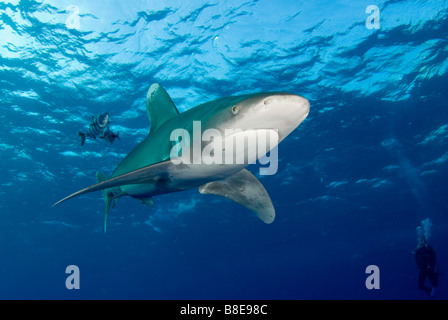 Ozeanische Weißspitzen Hai im Roten Meer Stockfoto