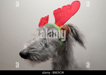 Ein unverschroffter Hund mit lustigen Geweihen Stockfoto