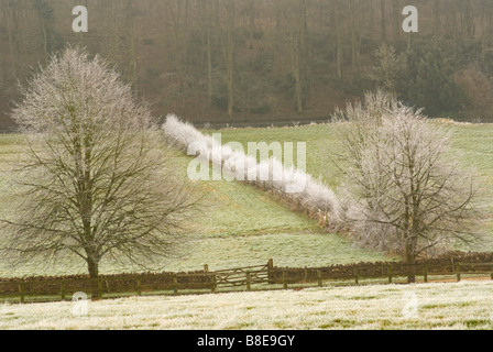 Hecken und Bäume bedeckt in Frost an einem Wintermorgen in der Nähe von Bibury Stockfoto