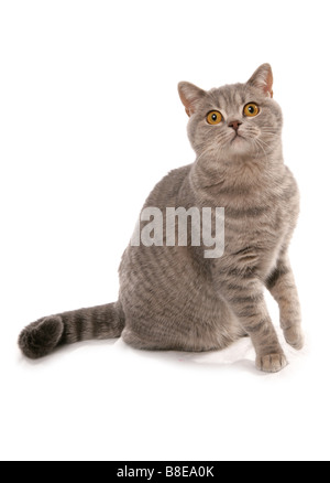 Blau getupft Britisch Kurzhaarkatze sitzt Studio Stockfoto