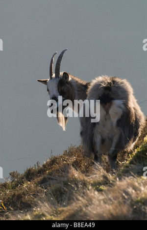 Wilde Ziege Capra Hircus Porträt auf dem NTS Grey Mare s Tail-Eigenschaft in der Nähe von Moffat Dumfries Galloway-Schottland Stockfoto