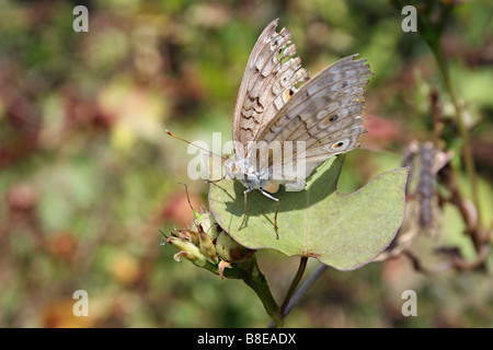 Grau-Stiefmütterchen-Schmetterling, Iunonia Atlites, Aarey Milch-Kolonie, Mumbai. Stockfoto