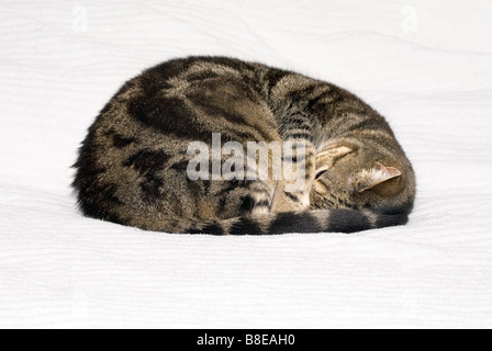 Tabby Katze schläft zusammengerollt Stockfoto