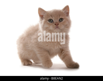 Britisch Kurzhaar creme Kitten sitzen Portraitstudio Stockfoto