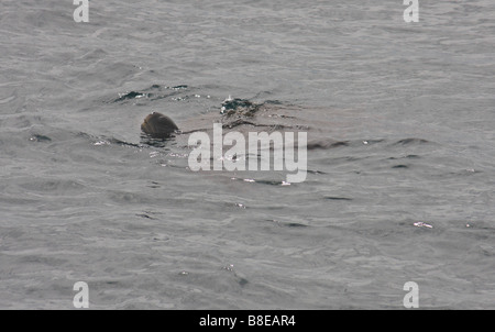 Galapagos pazifische Suppenschildkröte, Chelonia mydas agassisi, Schwimmen im Meer rund um die Insel Isabela, Galapagos, Ecuador Stockfoto