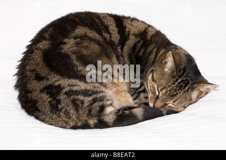 Tabby Katze schläft zusammengerollt Stockfoto