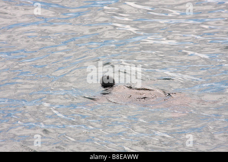 Galapagos pazifische Suppenschildkröte, Chelonia mydas agassisi, Schwimmen im Meer rund um die Insel Isabela, Galapagos, Ecuador Stockfoto