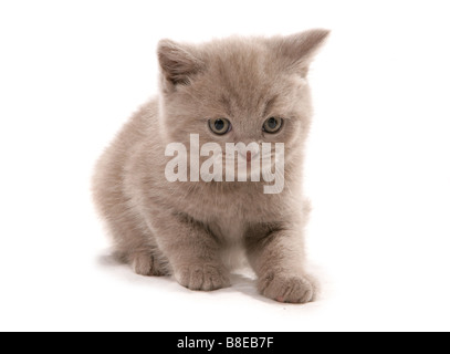 Britisch Kurzhaar Kätzchen sitzen Studio Stockfoto