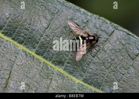 Hoverfly, Hoverfly, auf Blatt im Sommer in Dorset, UK im August Sommer Stockfoto