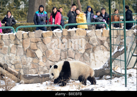 Ein großer Panda im Zoo von Peking. 19. Februar 2009 Stockfoto