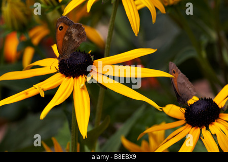 Pförtner Schmetterlinge, Pyronia tithonus, Fütterung auf Coneflowers, Rudbeckia, Blumen im Sommer in Großbritannien Stockfoto