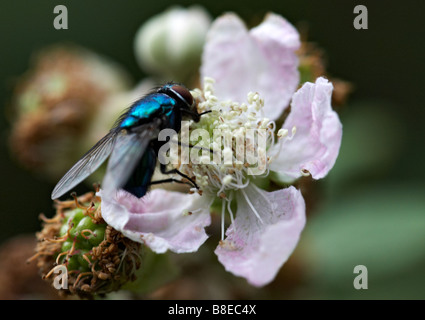 Zusammenarbeit, fliegen, Hexamerinaufnahme Erythrocephala, Brombeere, Rubus Fruticosus Agg, Blume Stockfoto