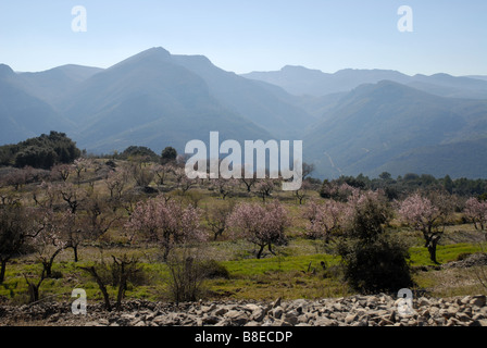 terrassenförmig angelegten Mandel Obstgarten, in der Nähe von Benimaurell, Vall de Laguar, Provinz Alicante, Comunidad Valenciana, Spanien Stockfoto