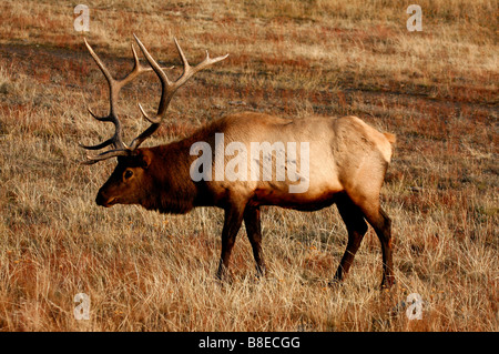 BULL ELK IN MEADDOW, Cervus elaphus Stockfoto