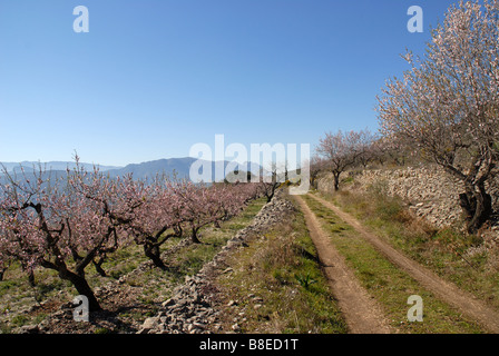 unbefestigte Straße durch Mandel Obstgarten, in der Nähe von Benimaurell, Vall de Laguar, Provinz Alicante, Comunidad Valenciana, Spanien Stockfoto