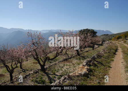 unbefestigte Straße durch durch Obstgarten, in der Nähe von Benimaurell, Vall de Laguar, Provinz Alicante, Comunidad Valenciana, Spanien Stockfoto