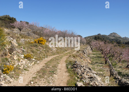 Berg verfolgen durch Mandel Obstgarten, in der Nähe von Benimaurell, Vall de Laguar, Provinz Alicante, Comunidad Valenciana, Spanien Stockfoto