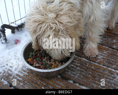 Hund essen trocken Hundefutter. Stockfoto