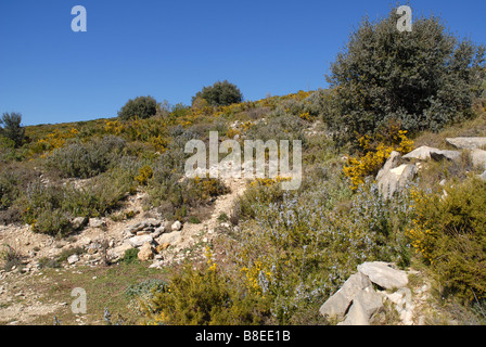 Ginster und Rosmarin am Hang, in der Nähe von Benimaurell, Vall de Laguar, Provinz Alicante, Comunidad Valenciana, Spanien Stockfoto