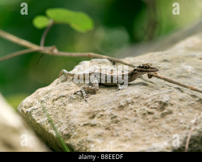 Höhle Anole, (Anolis Lucius) sonnen sich auf einem Felsen im Topes de Collantes, Kuba Stockfoto