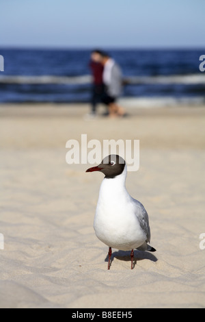 Lachmöwe am Strand im Vordergrund Stockfoto