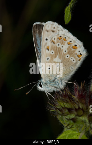 Männliche Chalkhill Blue Butterfly (Polyommatus Coridon) Stockfoto