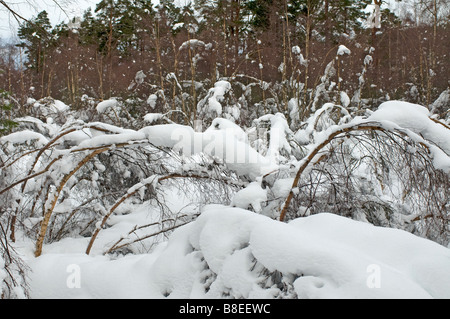 Birken Sie-Wald Schaden nach starkem Schneefall in den schottischen Highlands Inverness-Shire SCO 2175 Stockfoto