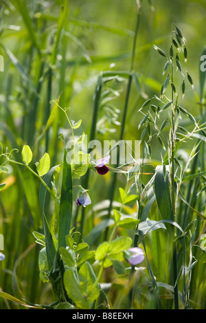 Erbsen und Hafer für Gründüngung Zwischenfrucht bei Nesenkeag Bio-Bauernhof in New Hampshire USA zusammen gepflanzt Stockfoto