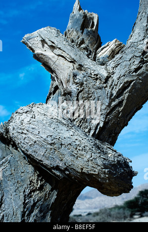 Tree Hugger Stockfoto