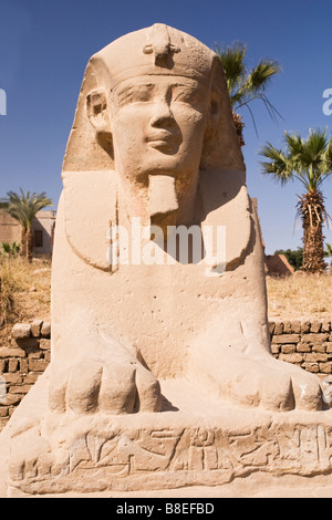 Nahaufnahme der Sphinx in Luxor-Tempel, Ägypten Stockfoto