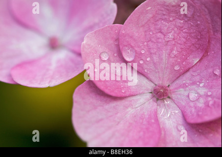 Nahaufnahme von rosa Hydrangea Macrophylla Blume mit Regentropfen und gelbem Hintergrund Stockfoto