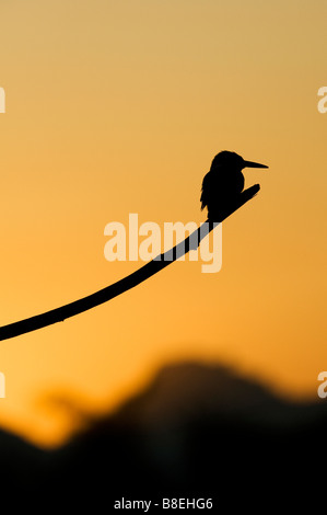 Alcedo atthis. Silhouette der Eisvogel auf einem Stick über eine indische Brunnen thront bei Sonnenaufgang. Andhra Pradesh, Indien Stockfoto