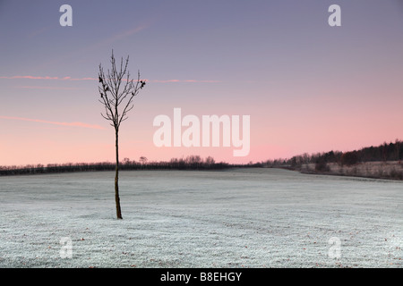 junger Baum auf Parklandschaft an einem frostigen frühen Morgen. Shipley Landschaftspark Derbyshire England Stockfoto