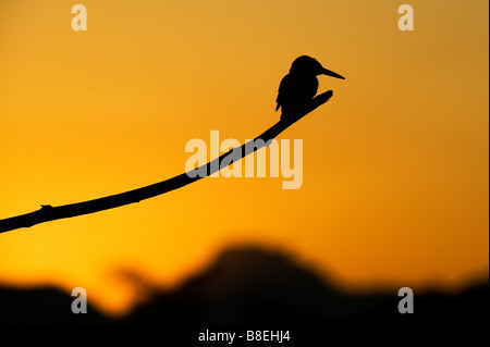 Alcedo atthis. Silhouette der Eisvogel auf einem Stick über eine indische Brunnen thront bei Sonnenaufgang. Andhra Pradesh, Indien Stockfoto