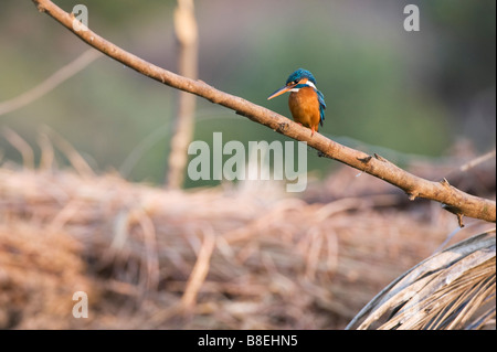 Alcedo atthis. Gemeinsame Europäische Kingfisher thront auf einem Stick über einen Brunnen in der indischen Landschaft. Andhra Pradesh, Indien Stockfoto