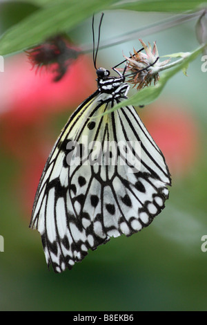 GEMEINSAMEN PIERROT Castalius Rosimon kleiner Schmetterling in Indien gefunden. Lycaenidae: Blues Stockfoto