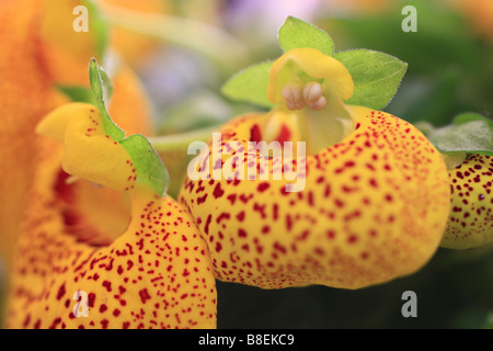 Blumen der Frauenschuh (Cypripedium Calceolus). Tunja, Anden, Boyacá, Kolumbien, Südamerika Stockfoto