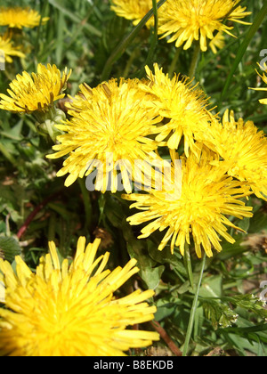 Nahaufnahme der gelbe Löwenzahn Blumen Stockfoto