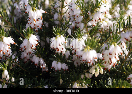 ERICA CARNEA SNOWCAP Stockfoto