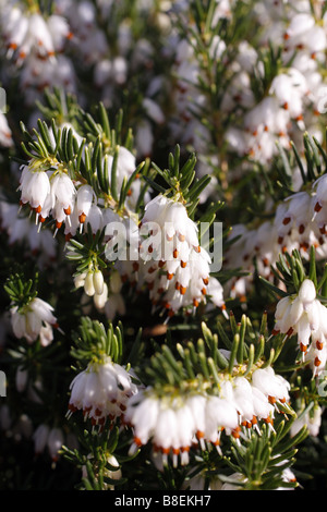 ERICA CARNEA SNOWCAP Stockfoto